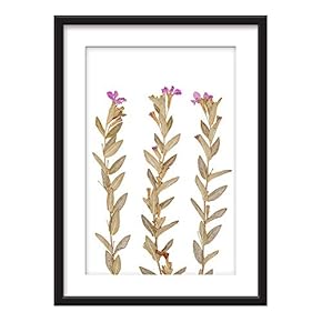 Framed Dried Plant Specimen Purple Flowers Art in...