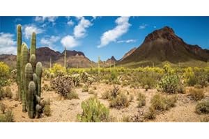 GOTLOS Desert Cactus Oasis Reptile Habitat Background, Natural Blue Sky Sun Desert Themed Terrarium Background, Aquarium Background 72X24IN with 10 EVA Double-Sided Tape