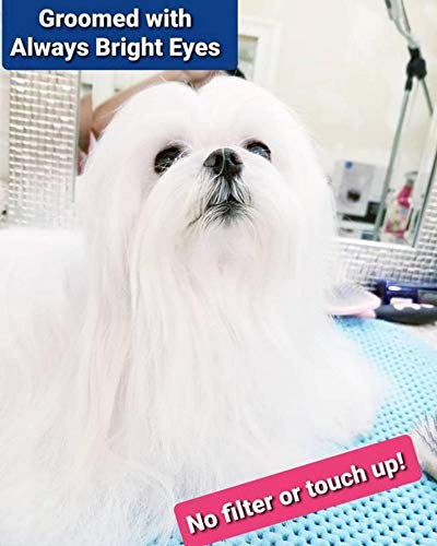 always bright eyes for dogs