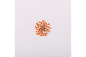YUNZHI 100pcs/pack Ammi majus Natural Pressed Dried Flower for Resin Jewelry Making, Soap and Candle Making, Scrapbooking DIY (Orange)