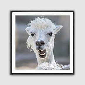 Framed Canvas Wall Art Alpaca Canvas Prints Home Artwork Decoration for Living Room,Bedroom - 16x16 inches