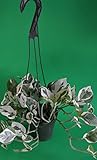 Double Dip Devil's Ivy - Epipremnum Aureum - 4" Hanging Basket - New/easy