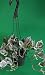 Double Dip Devil's Ivy - Epipremnum Aureum - 4" Hanging Basket - New/easy primary