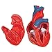 3B Scientific G08 2 Part Classic Heart Model, 7.5