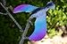 Balancing Bird Toy 6.5 Inch Wing Span-Colors May Vary by C&H Solutions