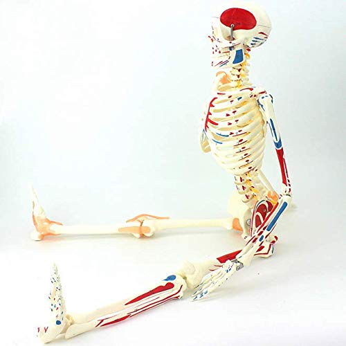 ZQDL Flexible Human Skeleton Anatomy Model,with The Half-Muscle Coloring Point Label Spine Nerve Medical Teaching Equipment