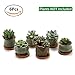 T4U Succulent Planter Pots Ceramic - Set of 6, Small Ceramic Succulent Pots Cactus Planters, Clay Pots with Drainage Window Boxes with Bamboo Tray, Green
