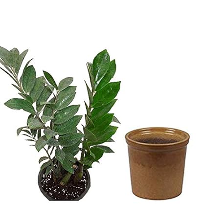 CAPPL ZZ Indoor Air Purifying Plant with Ceramic Pot (Pot Color May Vary)