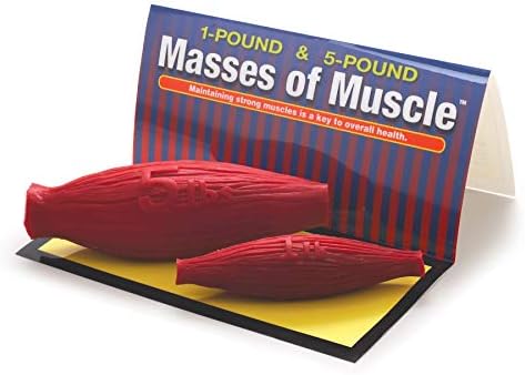 Masses of Muscle Model Set (1 lb and 5 lb)