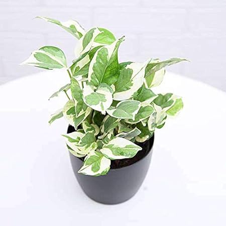 Mphmi Plant Money plant marble prince, Scindapsus n joy - Plant Pothos, Devils Ivy and Silver Vine