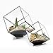 Cube Shaped Succulent Pyramid Tabletop Succulent Plant Terrarium Box