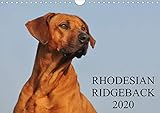 Rhodesian Ridgeback 2020 (Wandkalender 2020 DIN A4 quer): Eine der beliebtesten Hunderassen, der Rho by 