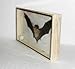 Real Hairless BAT Insect Taxidermy in Wood Box