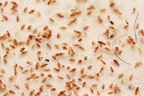 60,000 Moina Macrocopa Eggs – Live Fish Food For Betta, Killifish, Guppy – High Protein Hatching Food