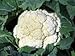 Cauliflower Snowball Great Heirloom Vegetable ~ BULK 10,000 Seeds