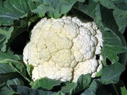 Cauliflower Snowball Great Heirloom Vegetable ~ BULK 10,000 Seeds