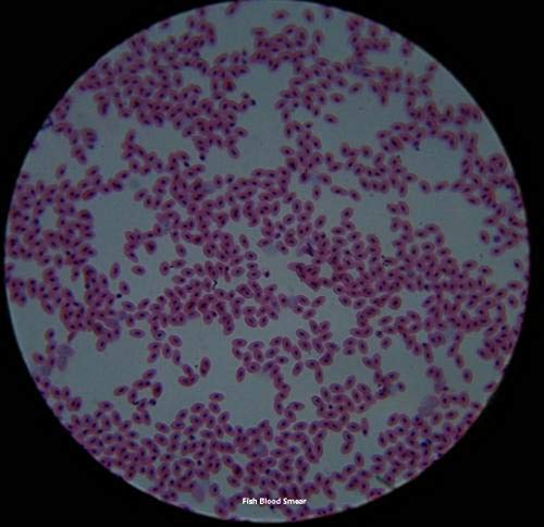 4 Microscope+Education+Different+Specimens+DIY+SCIENCE