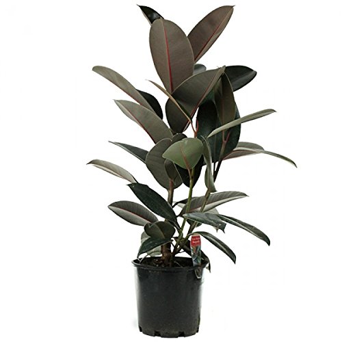 8 Low-Maintenance Houseplants 8
