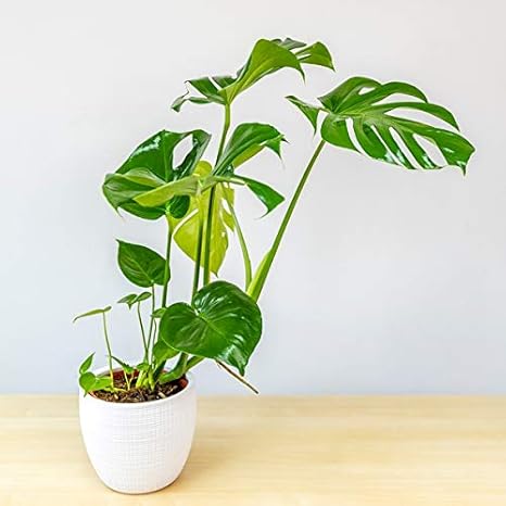 Monstera Deliciosa Vaso O21cm Amazon It Giardino E Giardinaggio