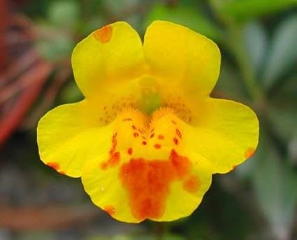 Amazon Com 250 Yellow Monkey Flower Mimulus Grandiflorus Flower Seeds Flowering Plants Garden Outdoor Amazon Com 250 Yellow Monkey Flower Mimulus Grandiflorus Flower Seeds Flowering Plants Garden Outdoor