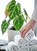 Spa Towels & Wood Tray Set: 6 pack Pure White 100% Cotton Washcloths (Bamboo Wood)