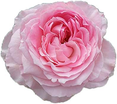 Amazon バラ苗 フランソワーズ 大苗7号専用角鉢入 ピンク系 Rose For You 購入特典 ぼかし肥料1kg付き 花