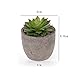 T4U Artificial Succulent Plants Potted, Mini Fake Succulent Plants in Pots for Home Office Wedding Decoration Pack of 6