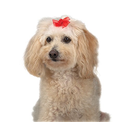 Aria Sheer Delight Bows for Dogs, 100-Piece Canisters