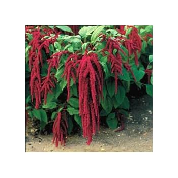 Watch Love Lies Bleeding HD 1080P Watch Love Lies Bleeding HD 1080P