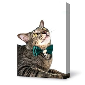 Canvas Wall Art Cat Modern Home Decor Canvas Painting Wall Decoration for Bedroom Living Room - 12x18 inches