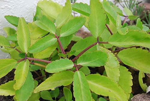 Cuttings Plant Pinnatum Bryophyllum Kalanchoe Pinnata Miracle Leaf Life Love Plant Easy Grow #FTG01YN (Rooted Starter Plant)