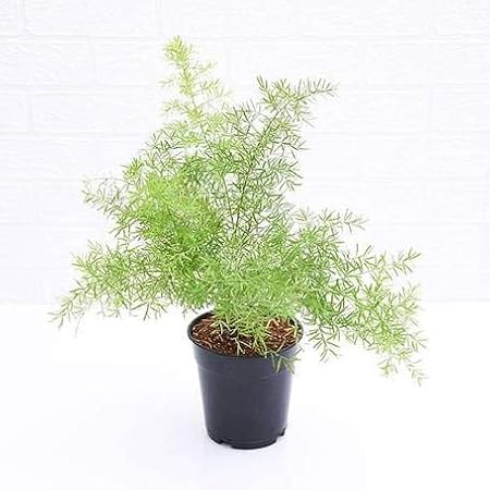 ABN Retail Asparagus densiflorus- sprengeri/Emerald Fern/Basket Asparagus/Protasparagus densiflorus - Live Plant/fern with pot I Easy to grow I Low Maintenance I Ornamental Plant I All Season Plant I Ideal for hanging