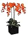House of Silk Flowers Artificial Triple-Stem Phalaenopsis Orchid Arrangement, Paprika Orange