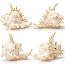 Giant Natural Conch Shell, Murex Ramosus Shell