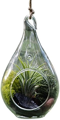 Hanging Glass - Air Plant Succulent Terrarium Kit - Glass with Moss, Polished River Rocks, Hanging String, and eyelet. (Tear Drop With Live Air Plant)