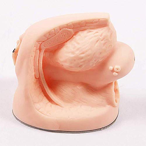 ZQDL Female Internal and External Catheterization Reproductive System Anatomy Model Medical Practice Traning Model Nursing Training