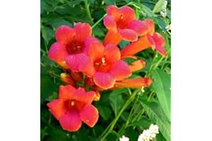 Greenwood Nursery: Live Perennial Plants - Madame Galen Trumpet Creeper Vine + Campsis × Tagliabuana - [Qty: 5X Pint Pots] - (Click for Other Available Plants/Quantities)