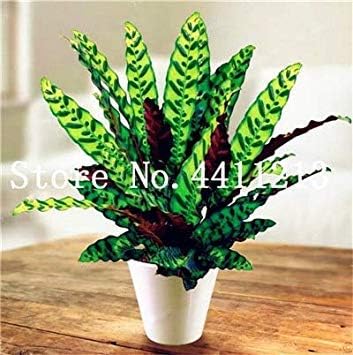 50 Pcs Calathea Bonsai Air Freshening Plants High Humidity, Easy to Grow, Office Desk Bonsai for Flower Pot Planters: 9