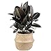 Costa Farms Burgundy Rubber, Ficus elastica, Live Indoor Plant, 2 to 3-Feet Tall, Ships with D&eacute;cor Planter, Fresh From Our Farm, Excellent Gift or Home D&eacute;cor primary