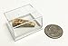 Genuine Small Spinosaurus Tooth with Display Case - Fossil Dinosaur Tooth