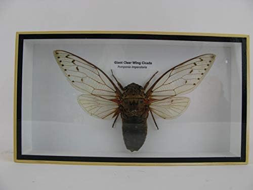Asiahouse24 Xxl Giant Clear Wing Cicada Cicade Pomponia Imperatiria Real Giant And Exotic Insect In 3d Display Box Wooden Frame Taxidermy Amazon Co Uk Kitchen Home