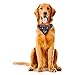 NFL Houston Texans Team Dog Bandana, Large, Blue