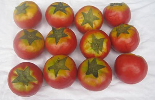 PDShome LOT of 12 Realistic Artificial Tomatoes