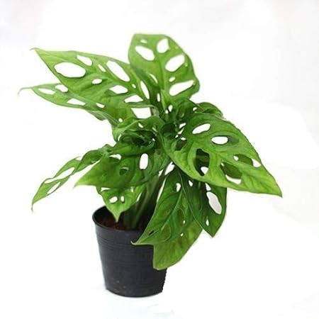 The Four Seasons Monstera Obliqua Swiss Cheese Vine Natural Live Plant In Pot Amazon In Garden Outdoors