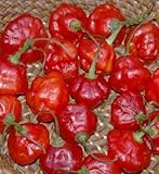 Pepper Joe's Rocotillo Pepper Seeds – Pack of