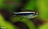 Aquarium Plants Discounts 4 Black Neon Tetra 3/4