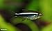 4 Black Neon Tetra 3/4