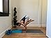 Clever Yoga - 7 Piece Yoga Kit for Women & Men, 6mm Cushioned Mat, 2 Blocks, Strap, Mat and Hand Towels & Carrying Bag - Starter Yoga Set, Accessories & Equipment for Home Workout