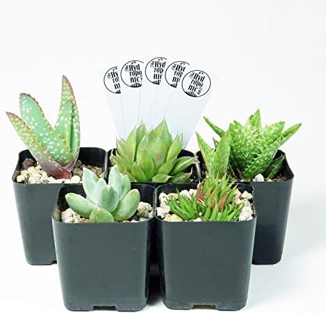 SucCuteLents 5 Pack - Live Succulent Plants Fully Rooted in Planter Pots with Soil - Real Potted Succulents Cactus Decor (Exotic)