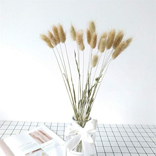 Luosanhe 20pcs Natural Dried Flowers Lagurus White Artificial Flowers Colorful Fake Rabbit Tail Grass Ovatus Foxtail Bouquet Long Bunches (Color : Brown)